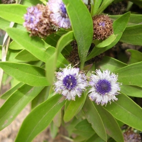 Globularia amygdalifolia (17)